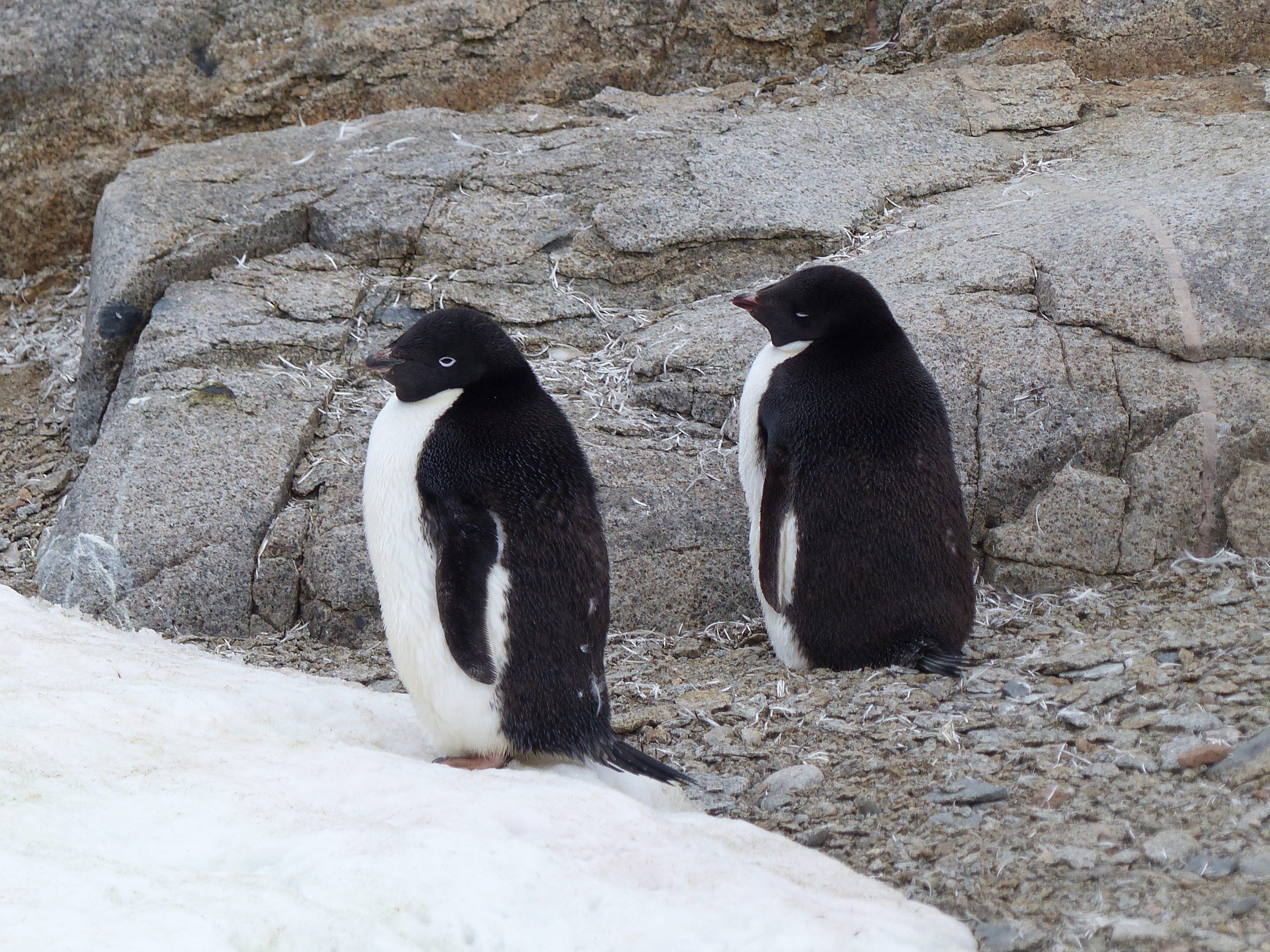 Mighty Cruise Ships expedition photo